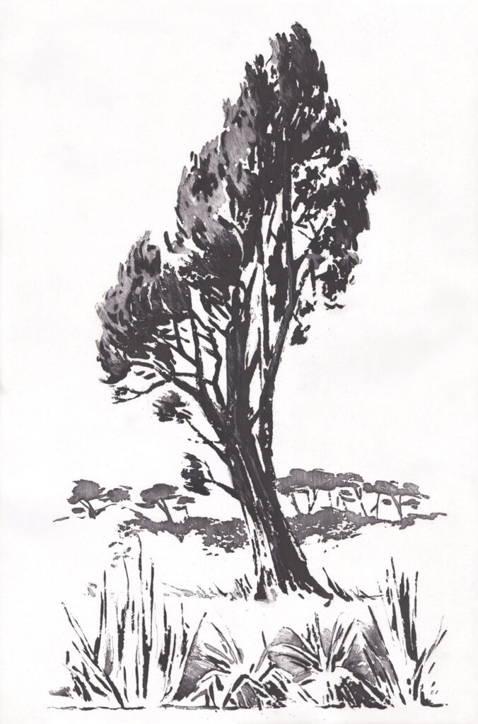 les arbres : cyprès solitaire