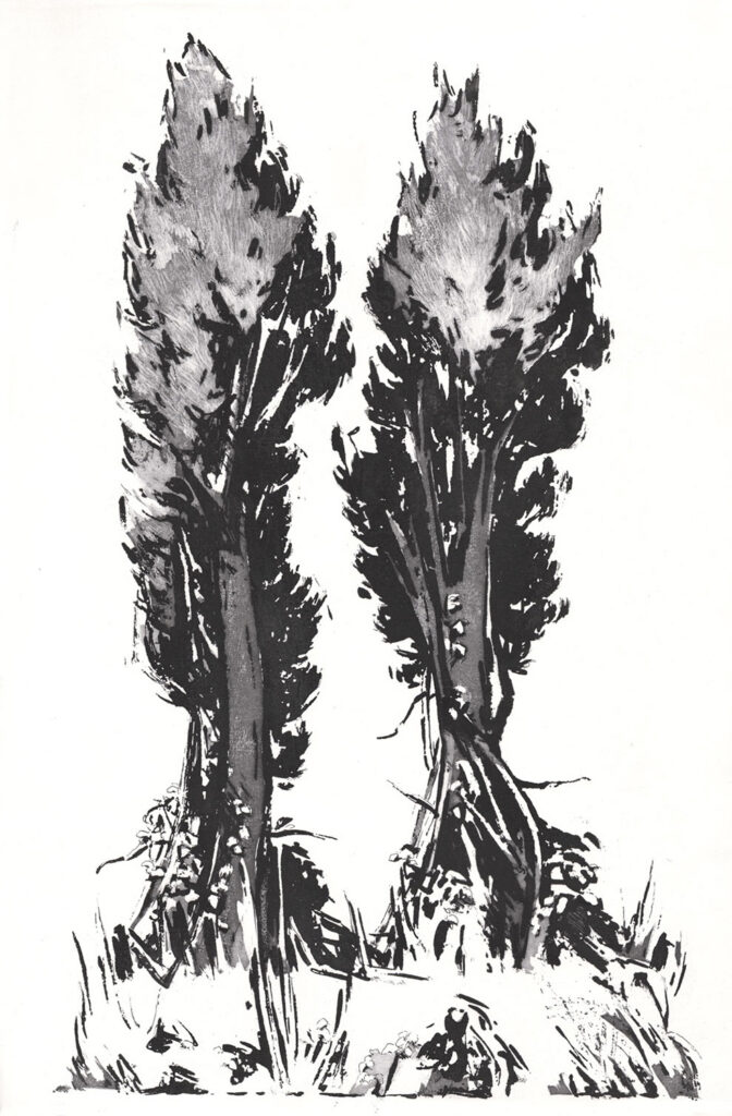 les arbres : Cyprès, le couple